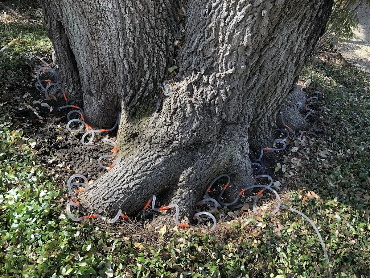 Detailed Tree Cabling and Bracing job site in Nunapitchuk