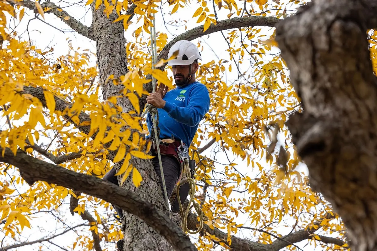 Skilled Tree Transplanting crew working in Nunapitchuk