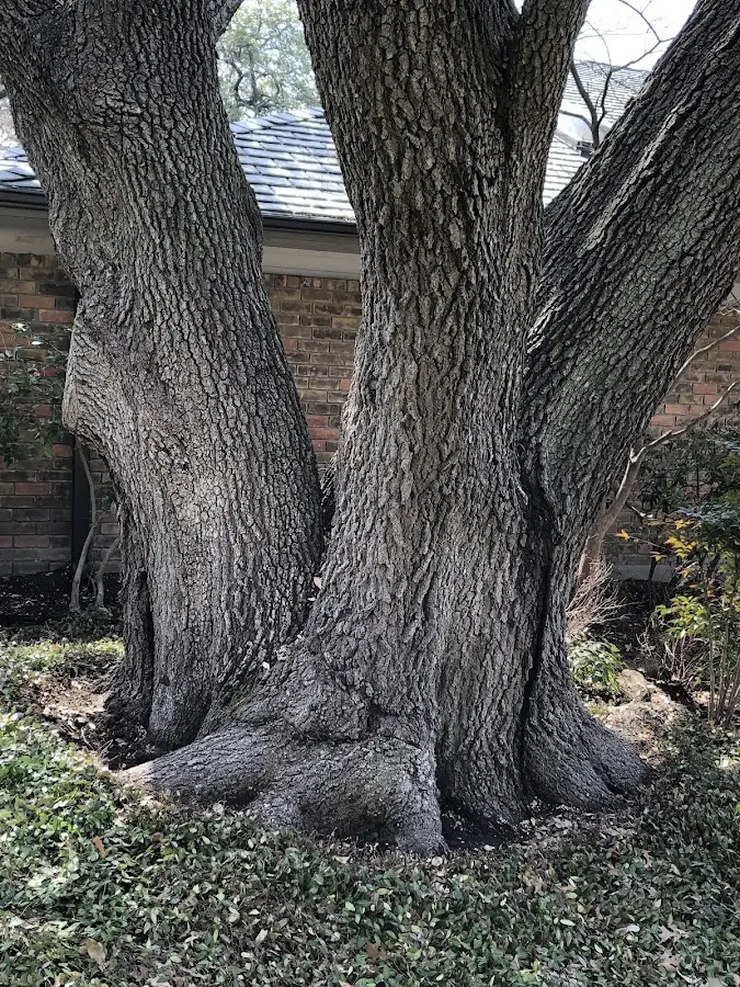 Mature heritage tree close to a Nunapitchuk property cared for by certified arborists